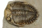 Stunning Erbenochile Trilobite with Hollardops - No Restoration! #334861-3